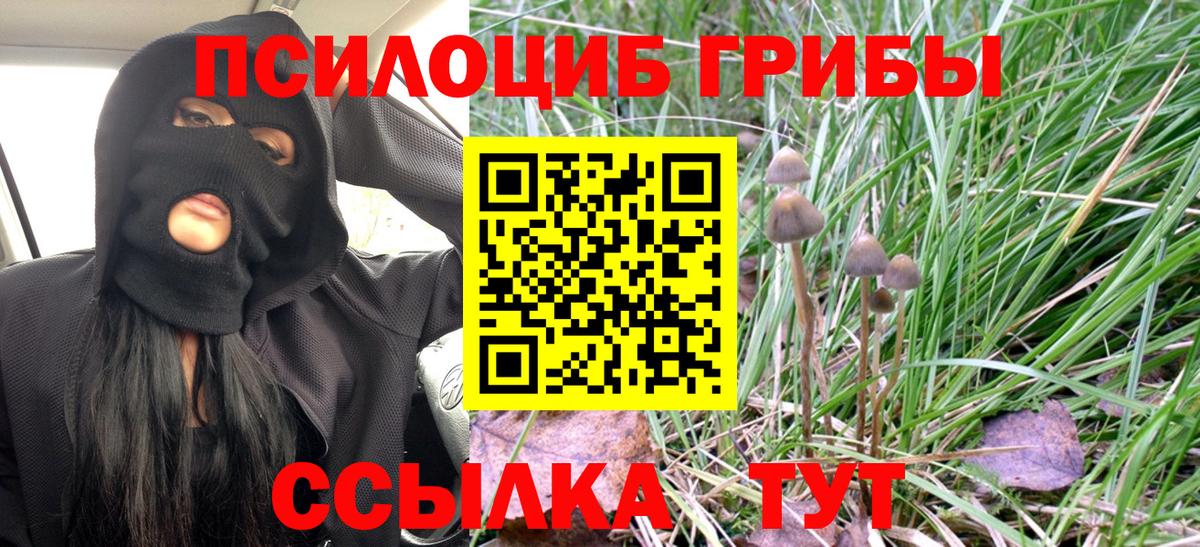 Заволжье  Псилоцибиновые грибы Cubensis  Псилоцибиновые грибы Psilocybe  Вход с VPN 